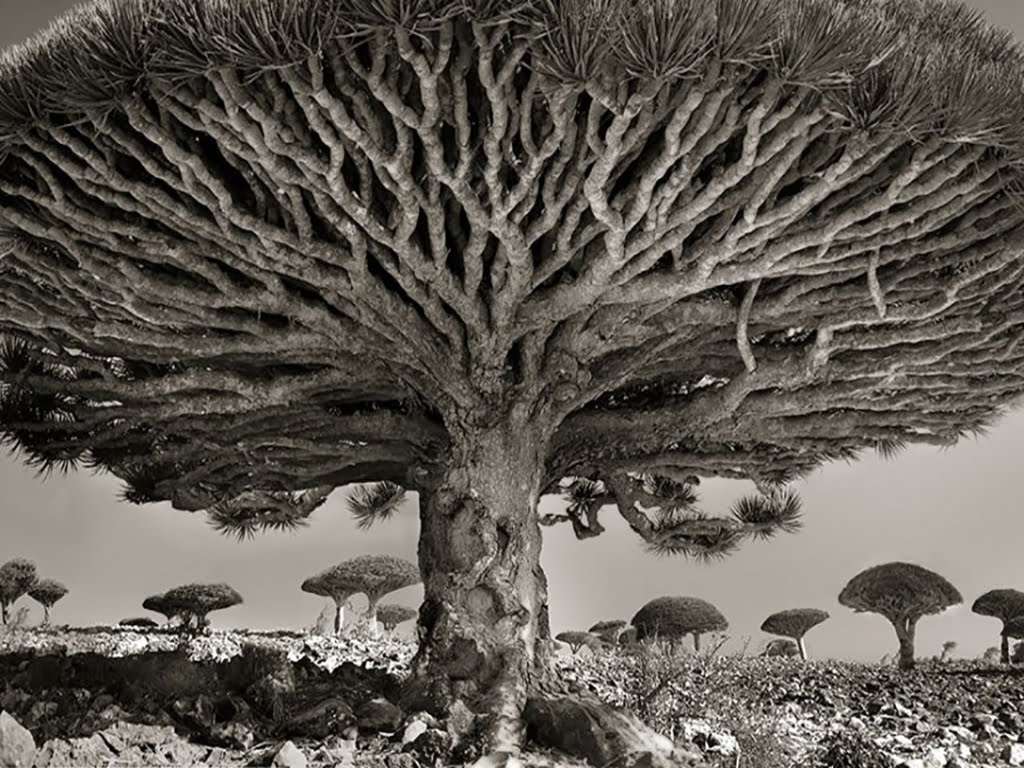 दुनिया-का-सबसे-पुराना-वृक्ष-ओल्ड-तजिक्को-